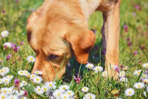 duftmedizin für tiere