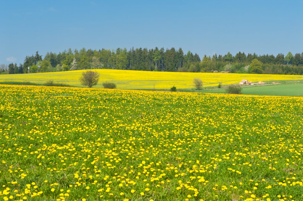 landwirtschaft