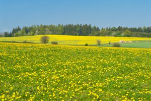 landwirtschaft