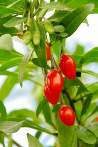 ningxia goji beeren