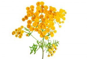 immortelle
