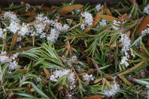 Ledum groenlandicum