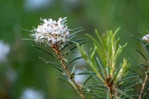 Ledum palustre