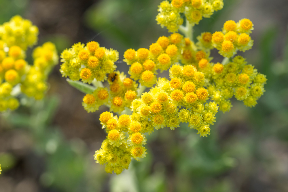 Helichrysum