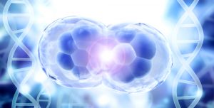 zellregeneration