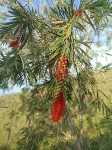 Melaleuca