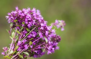 Thymian