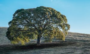 Copaiba Baum