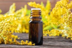 Solidago canadensis Wissenschaft