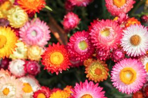 Helichrysum italicum
