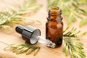 Cupressus sempervirens Wissenschaft