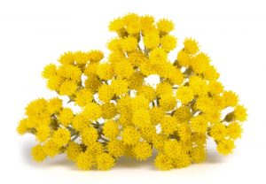 Helicrysum italicum Wissenschaft