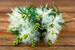 Melaleuca alternifolia Wissenschaft