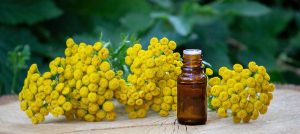 Natürliches Cortison Helichrysum