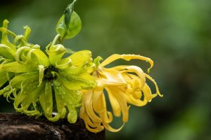 Cananga odorata Wissenschaft