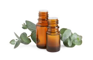 Eucalyptus globulus Wissenschaft