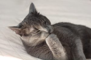 Exzessives Lecken bei Katzen, Blasensteine