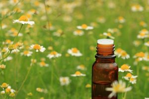 Matricaria recutita Wissenschaft
