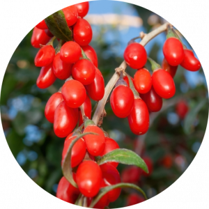 NingXia Gojibeeren