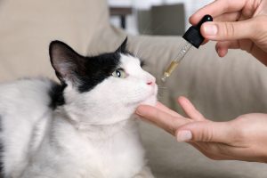 Wintergrünöl und Katzen