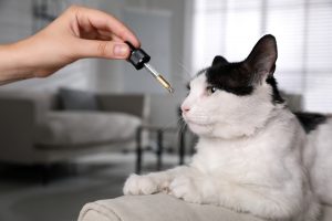 Wintergrünöl und Katzen