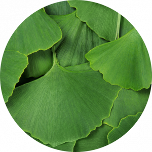 Ginko biloba